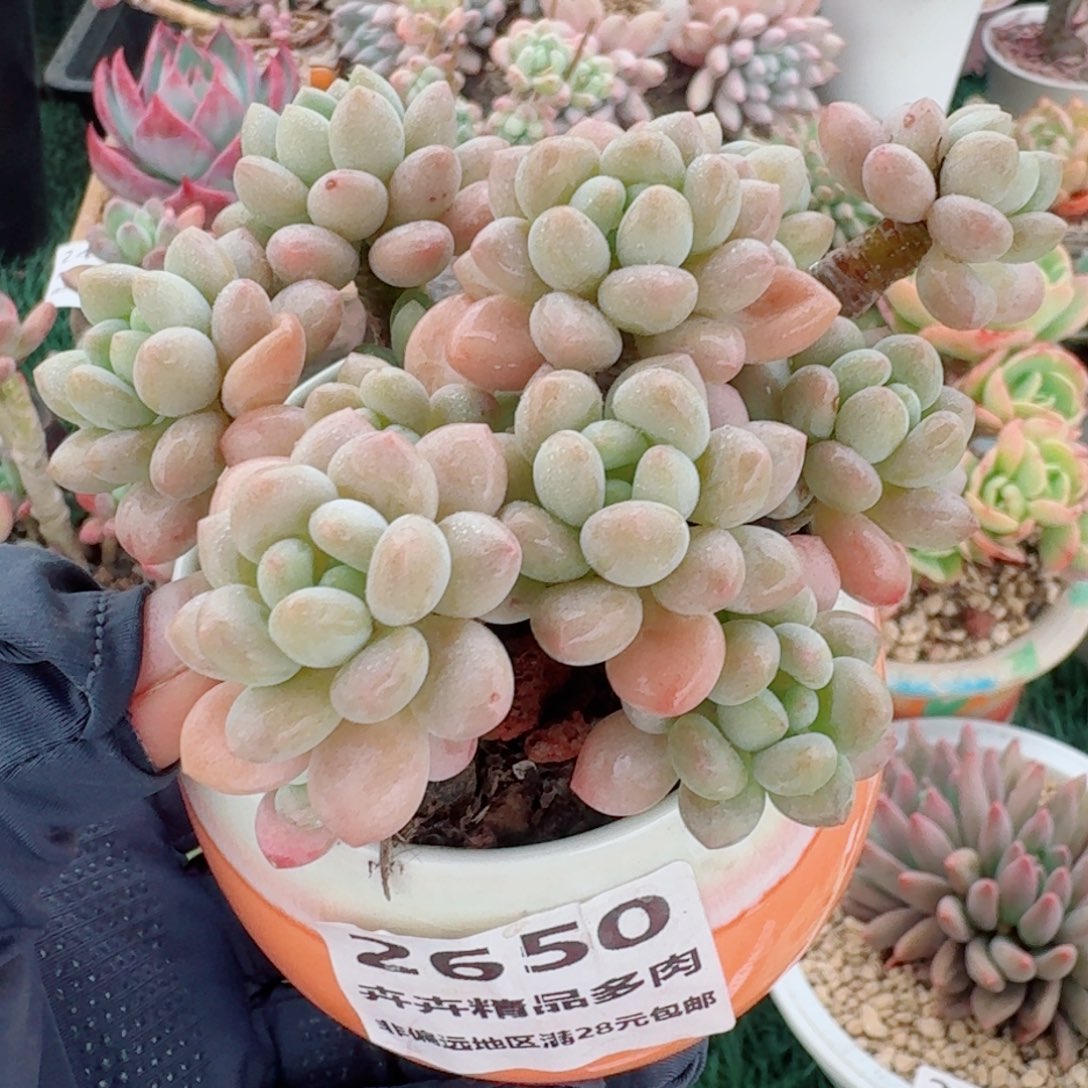 2650一物一拍（满28包邮