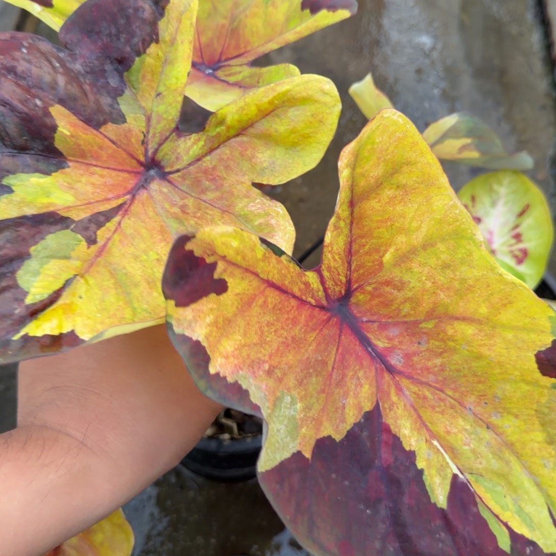 无花朵落日天空 s024