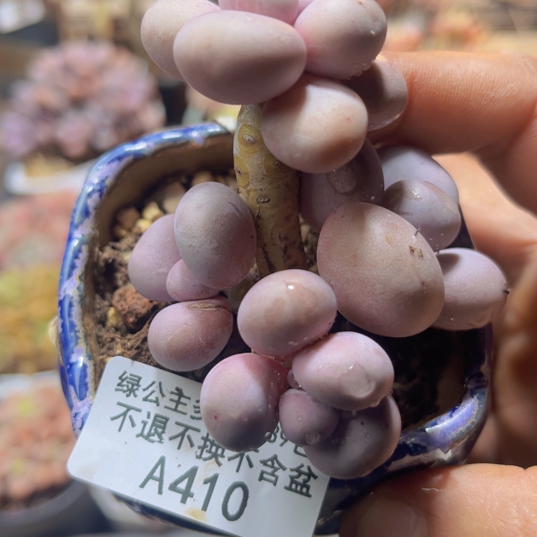 410芭比奶7cm多肉