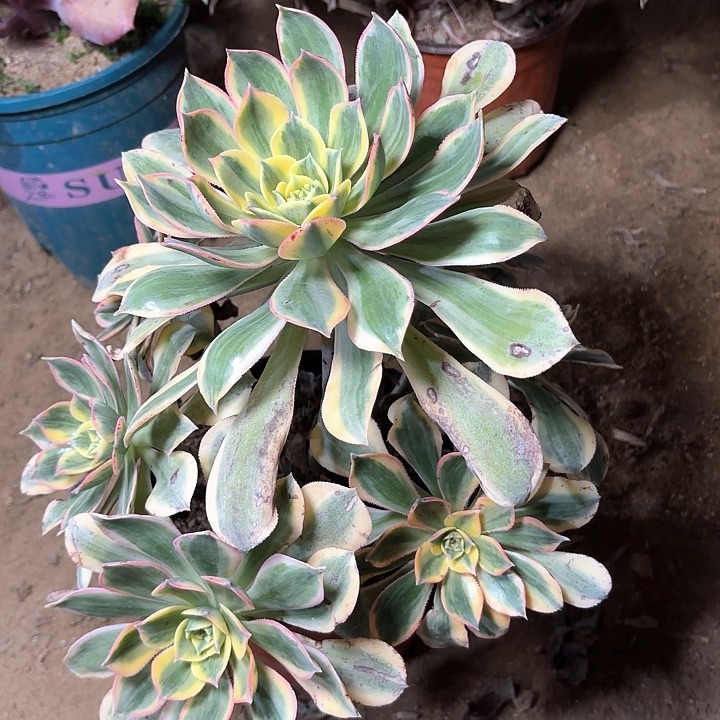 多肉植物法师灿烂26