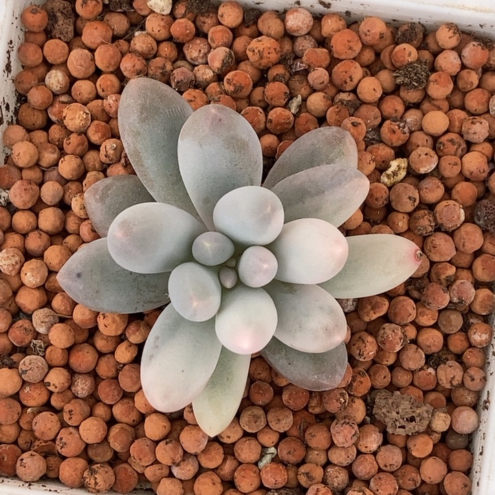 马卡龙汤圆瓷白锦多肉