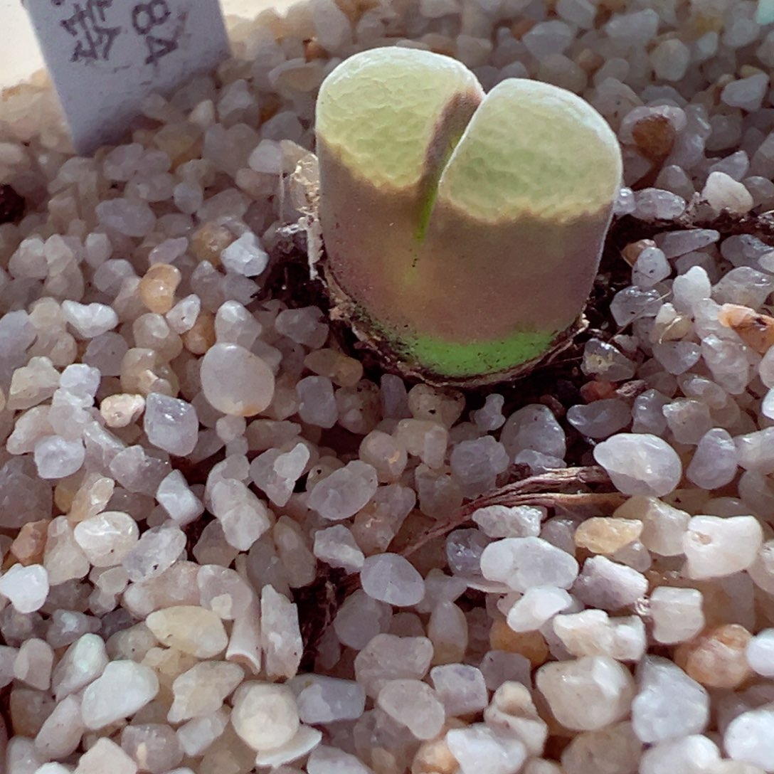 414-255多肉极窗84