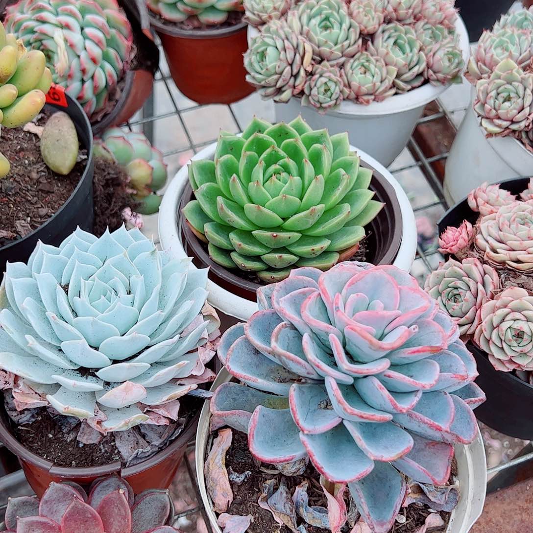 薄叶蓝鸟，绿水鬼，美尻，糖心玫瑰各一盆