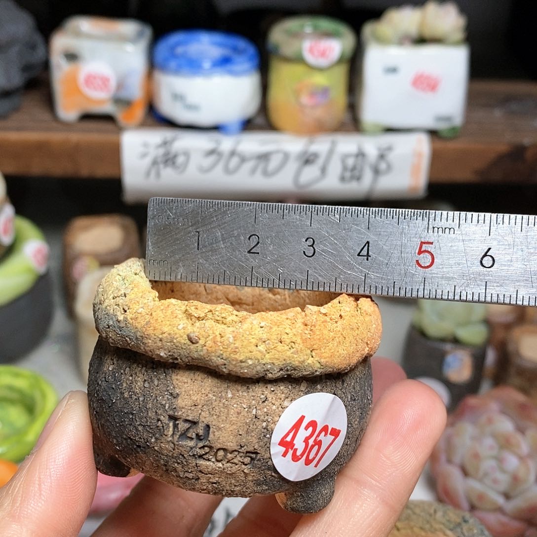 红陶拍5送一个小