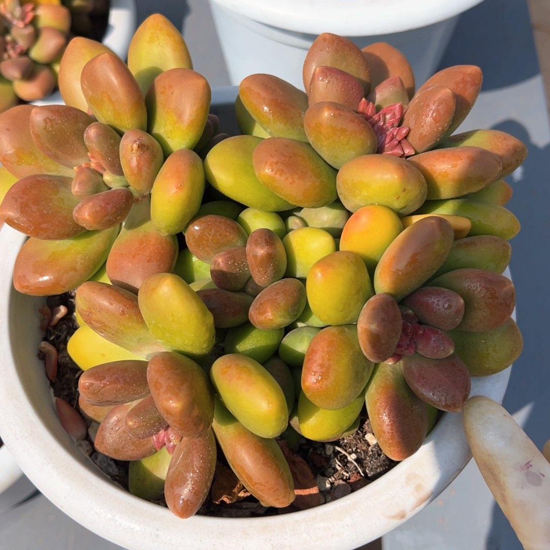 芒果奶潜力股多肉植物