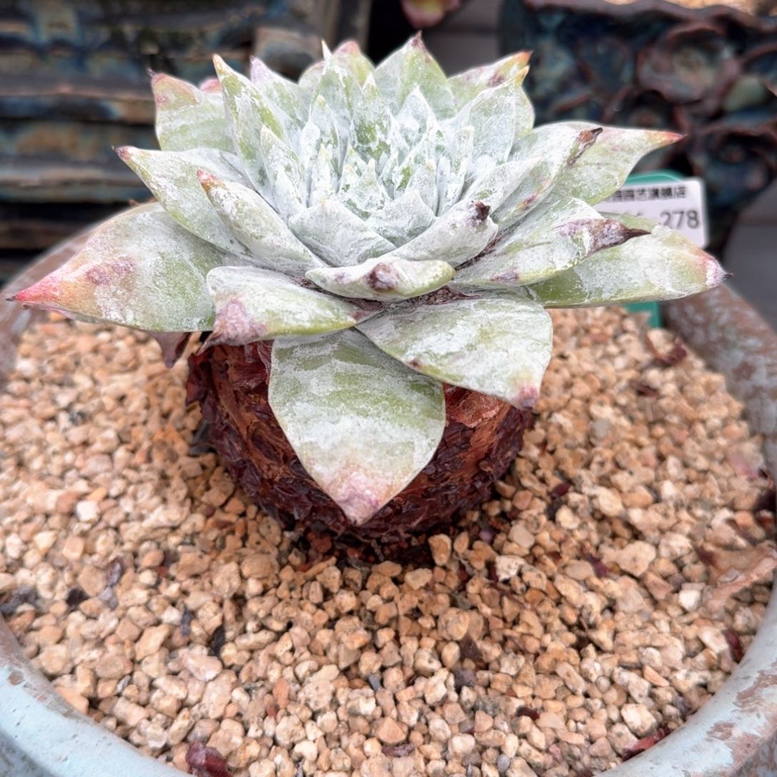 从前慢多肉精选编号0216.278