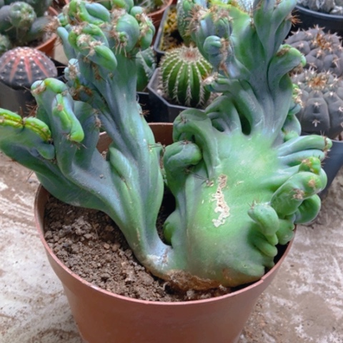 孔雀仙人球25米仙人球