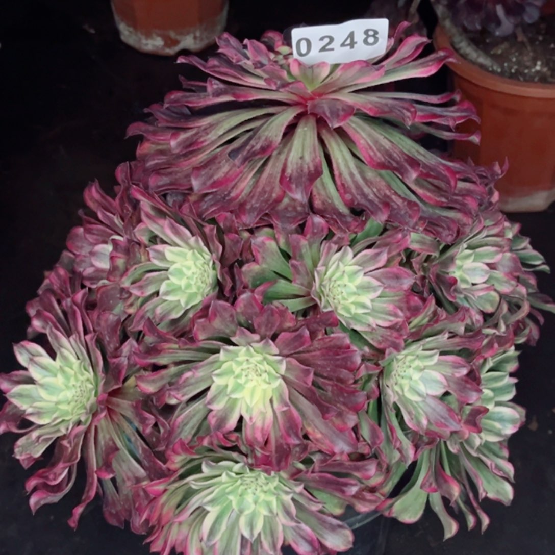 牡*云彩多肉不售后发货