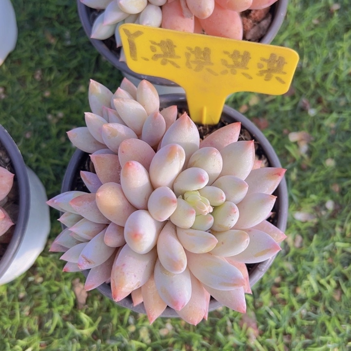 吐****了健健康康平平安安