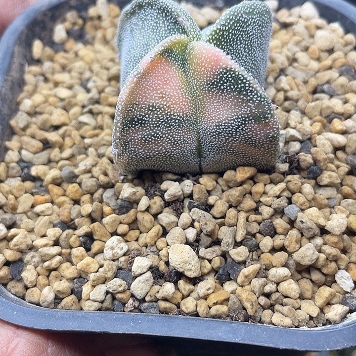 实生银沙四角鸾凤玉锦一颗包邮