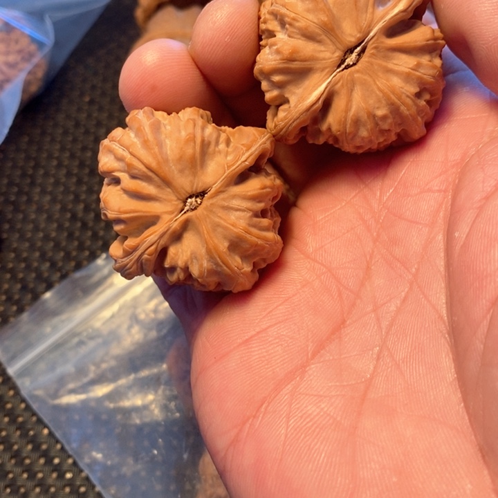 文玩核桃吊坠暮**华白师子40尺