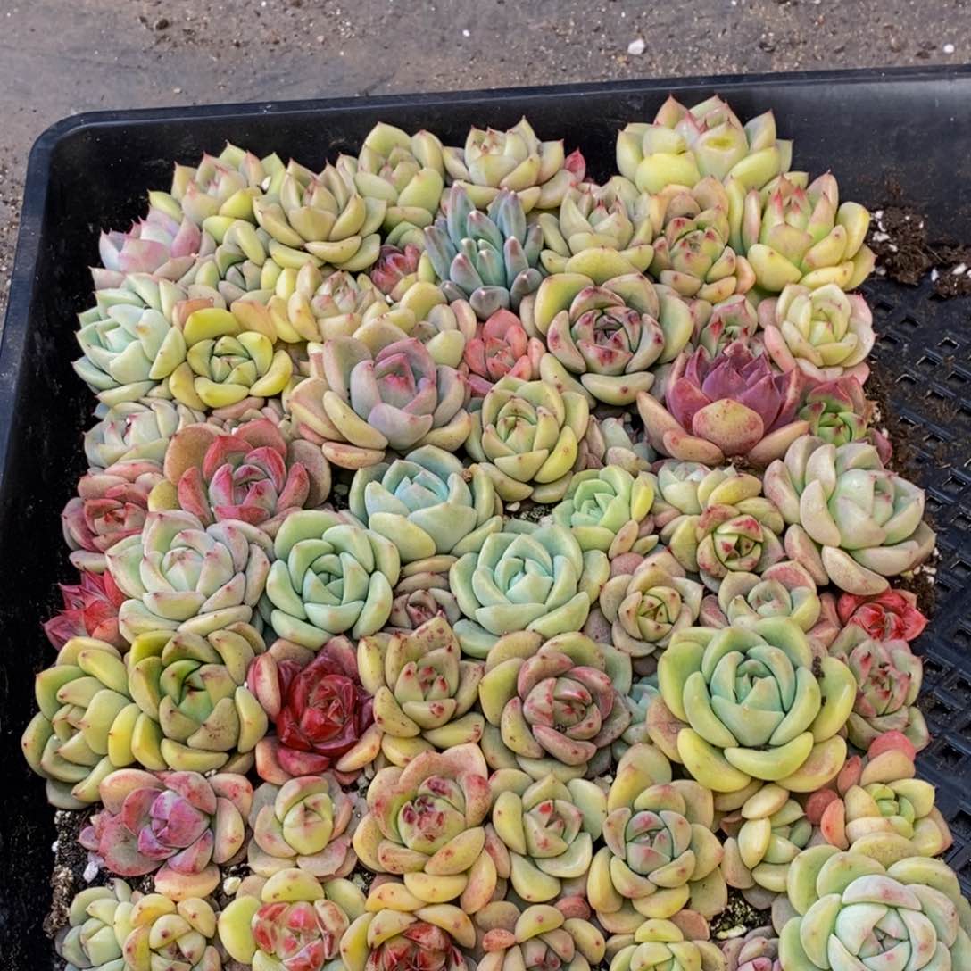 515多肉植物保护研究所所长