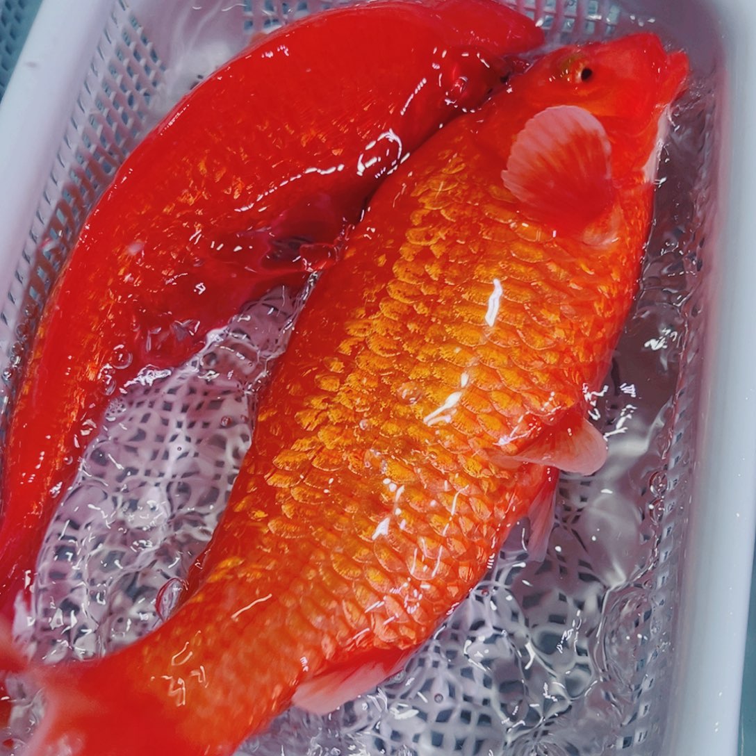 锦鲤锦鲤冷水鱼观赏