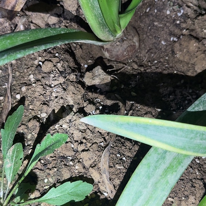 魅影重重5.5厘米裸根一棵