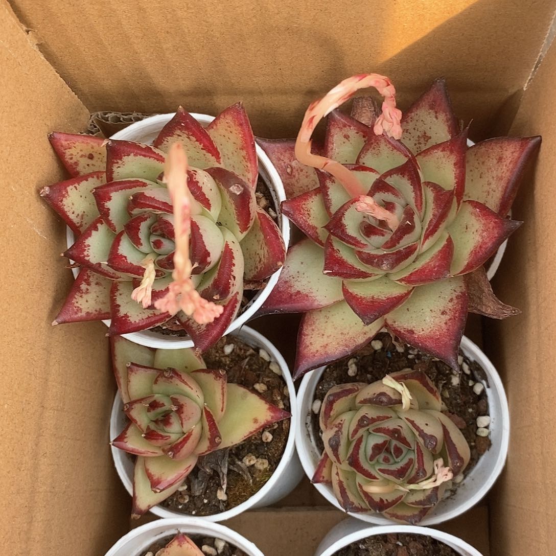 黄皮乌木满盆5159