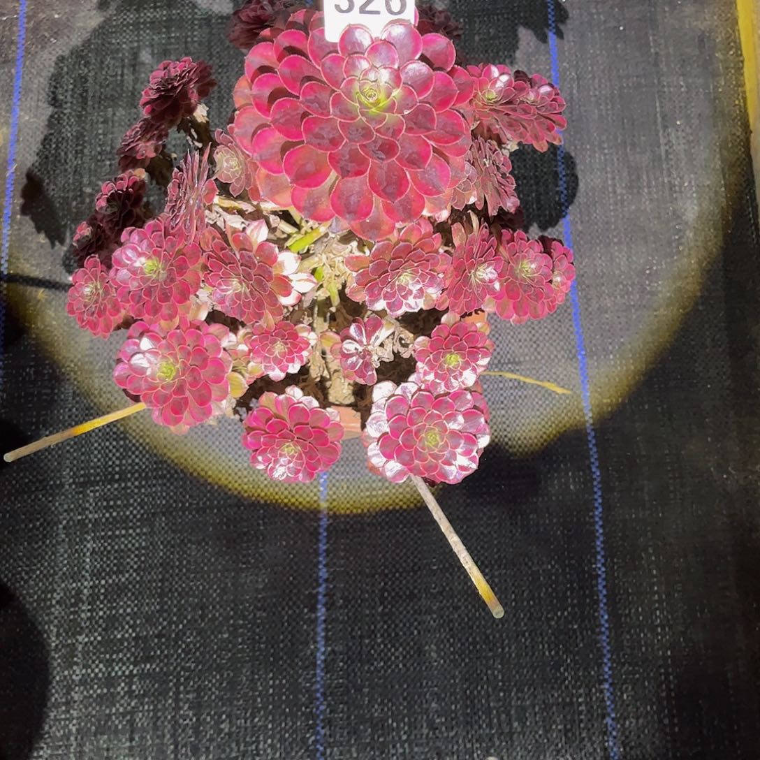 媚***娘黑瞳白000000000326