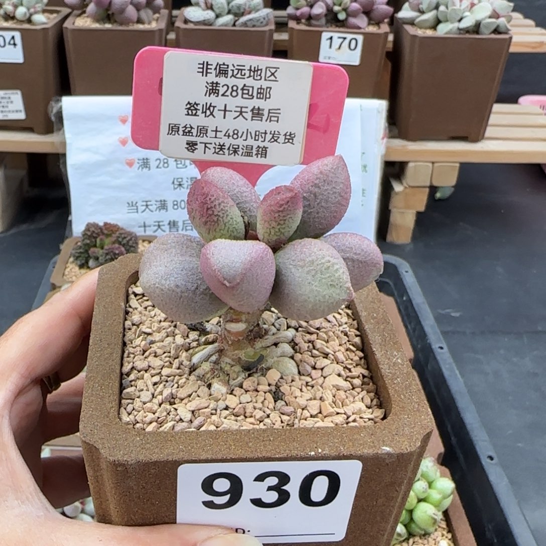 930少女心多肉植物