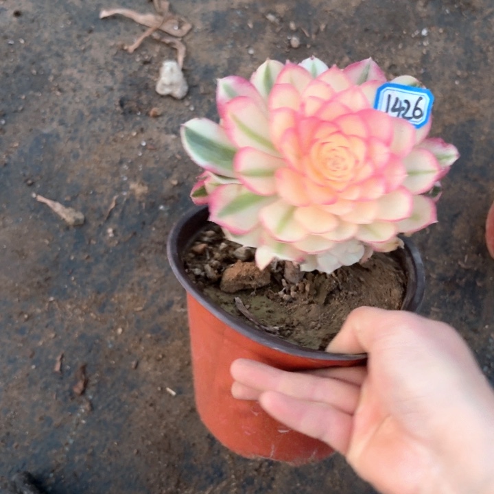 倾城1426法师多肉