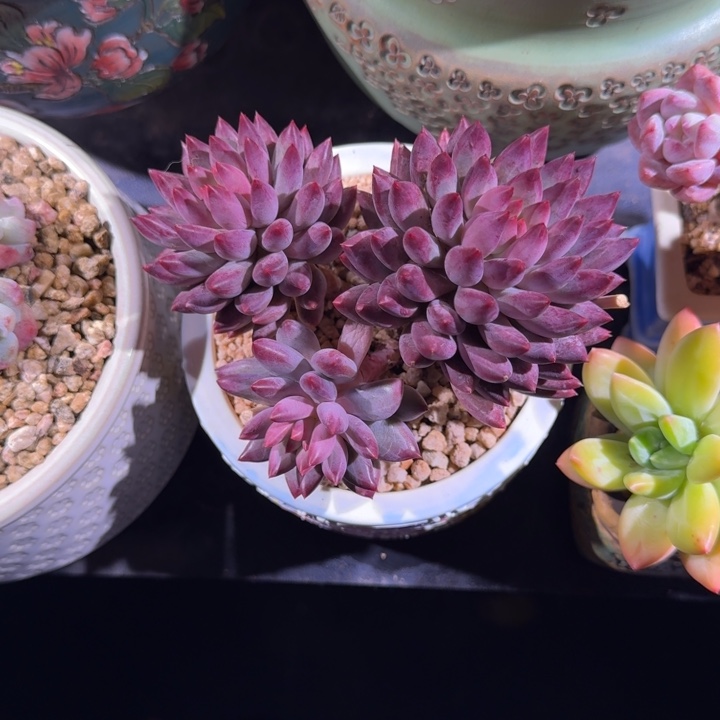 虞美人 3头 一物一拍