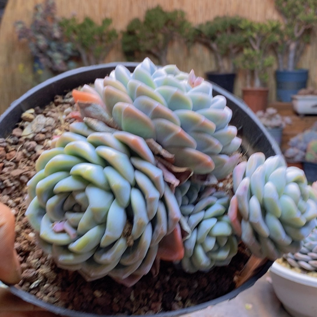 ?***糕A167号冰玉群生