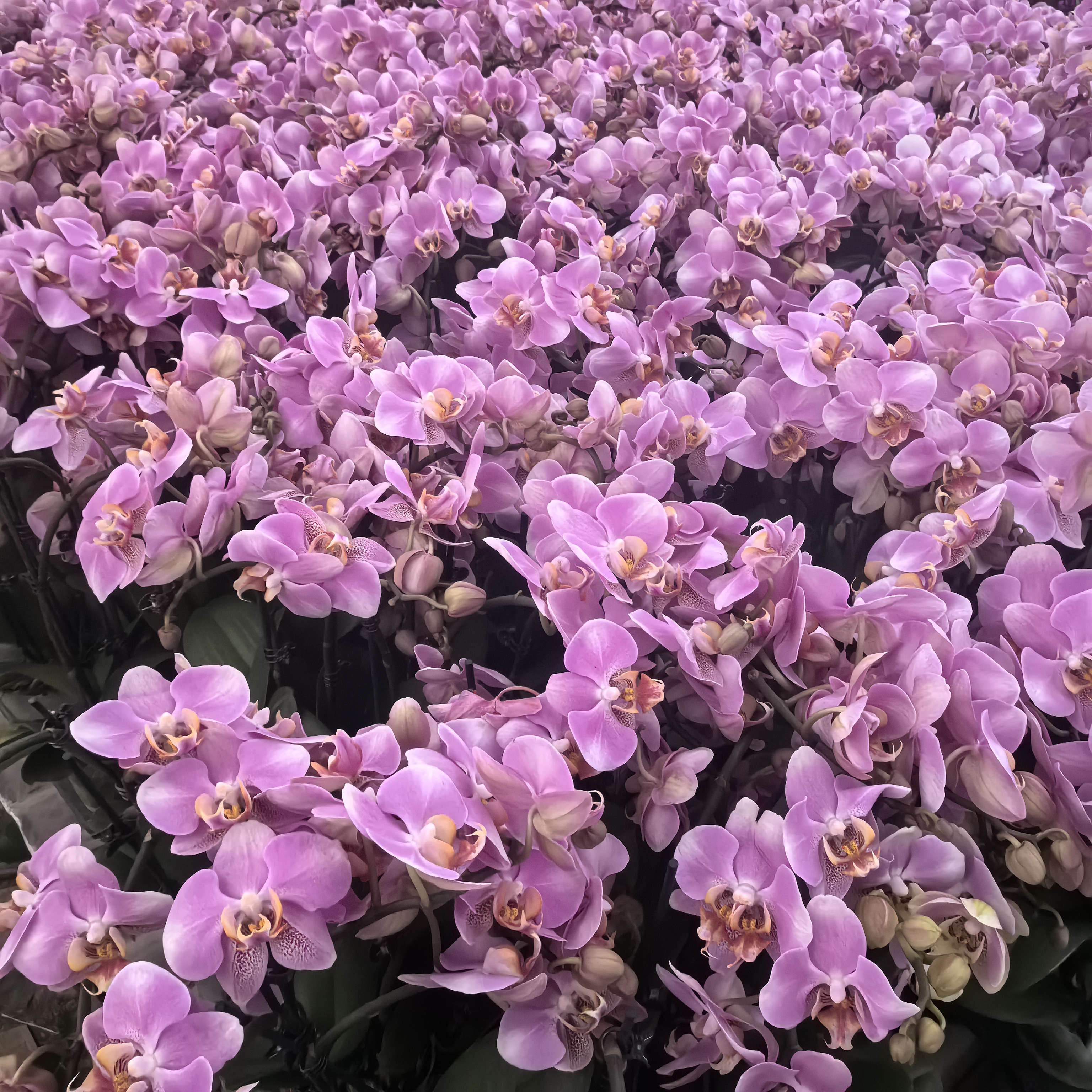 十月里蝴蝶兰【红韵双梗】3.0寸杯带花带花苞发货