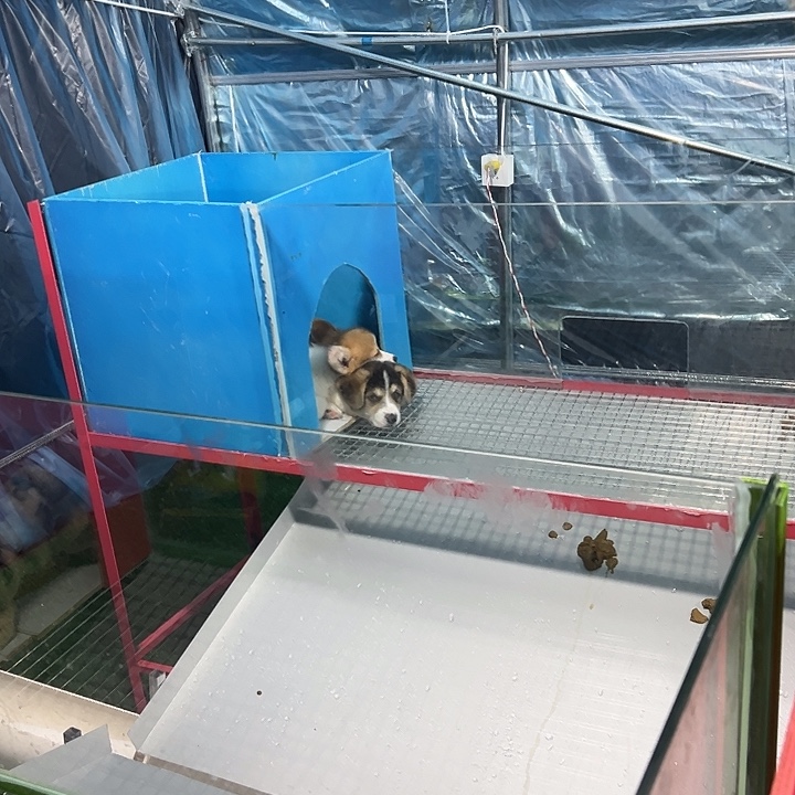 柯基弟弟一个欺软怕硬