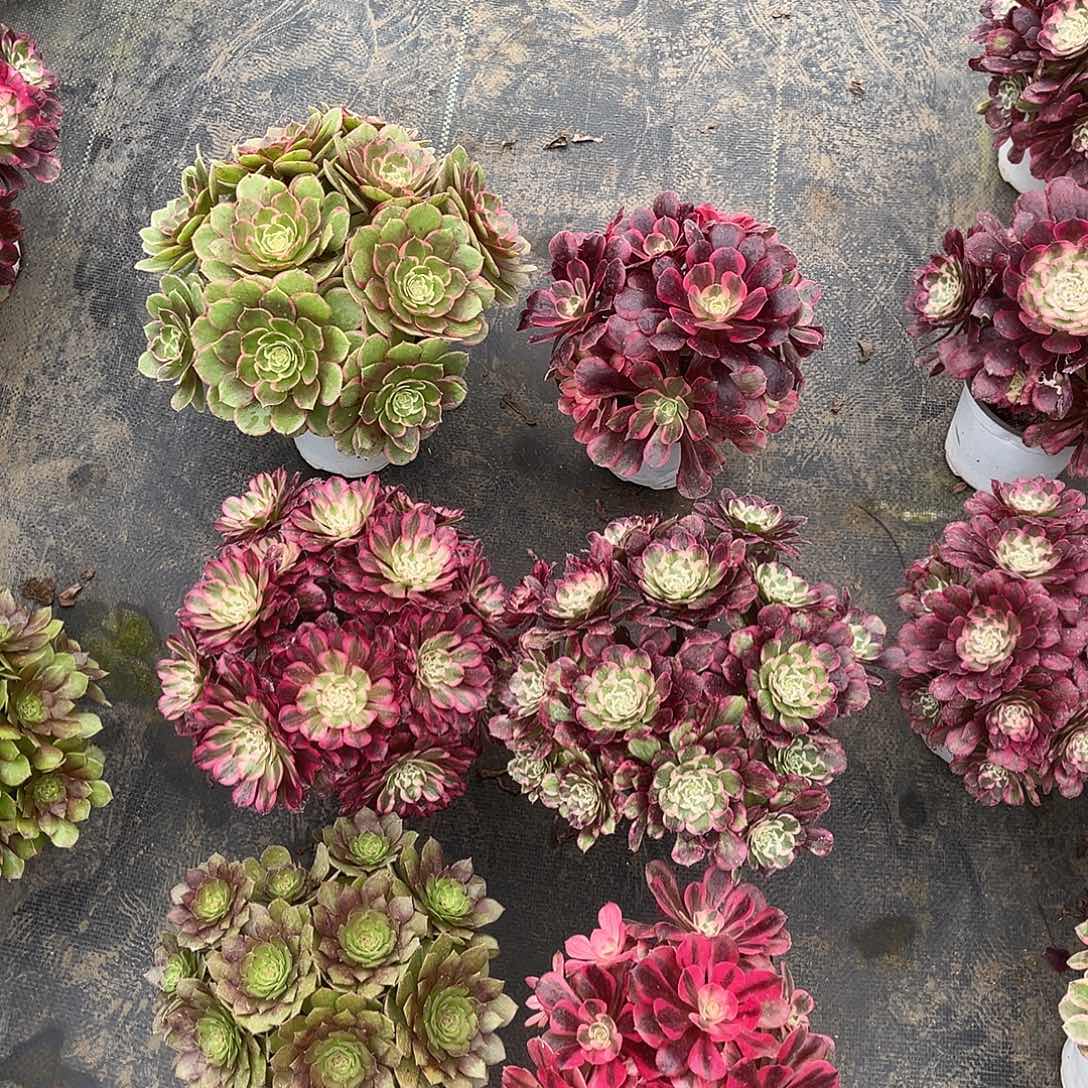 法师套餐老桩漂亮