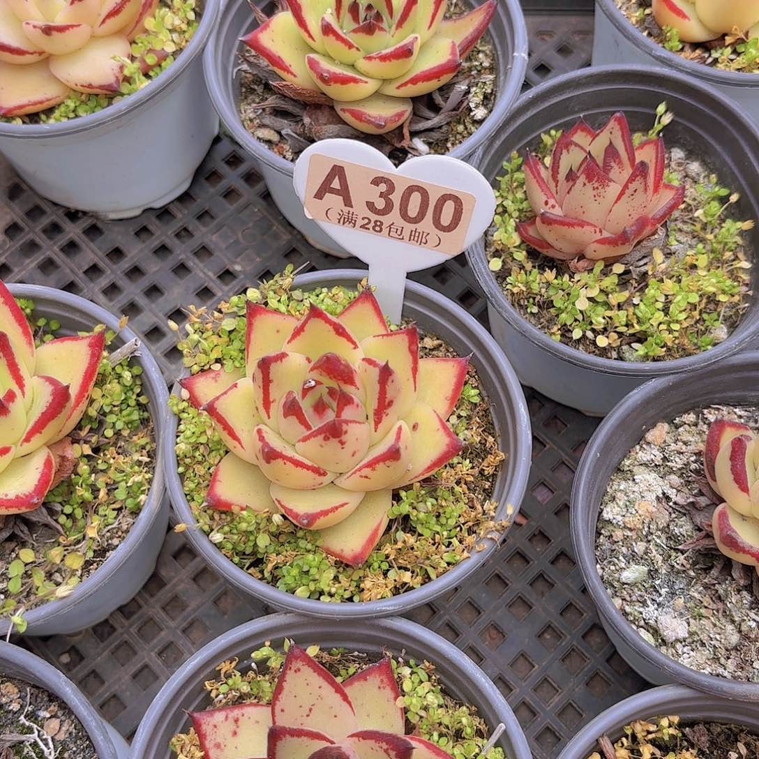 A300黄皮乌木一物一拍