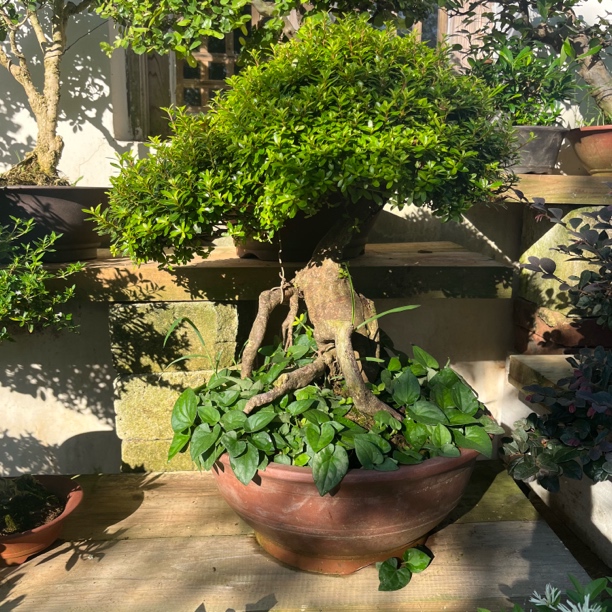 绿植盆景（直播间一物一拍，300-1000）
