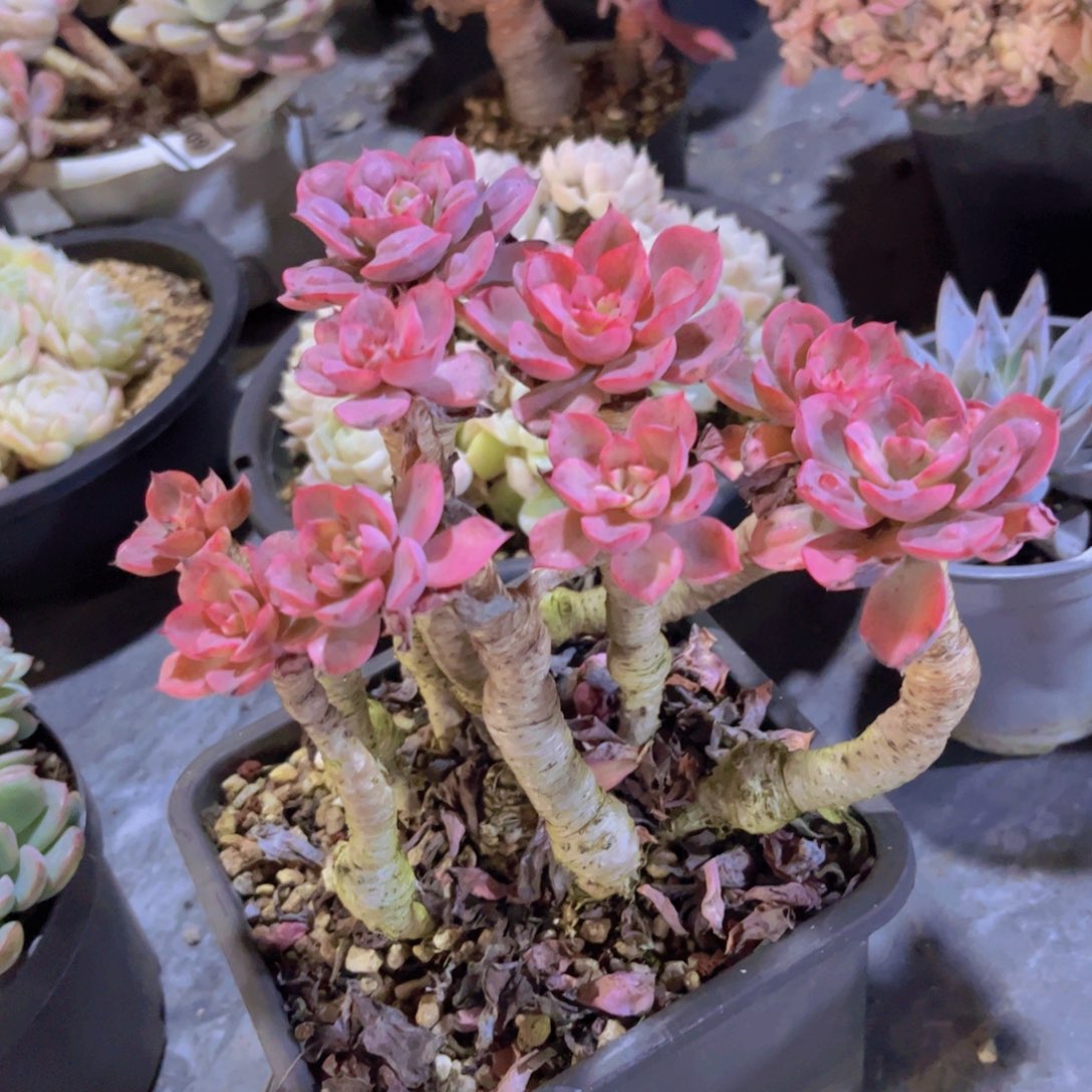 雨滴30227多肉植物