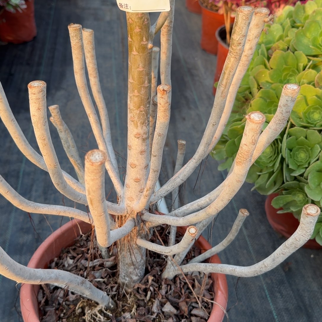 此***生6085多肉嫁接多肉