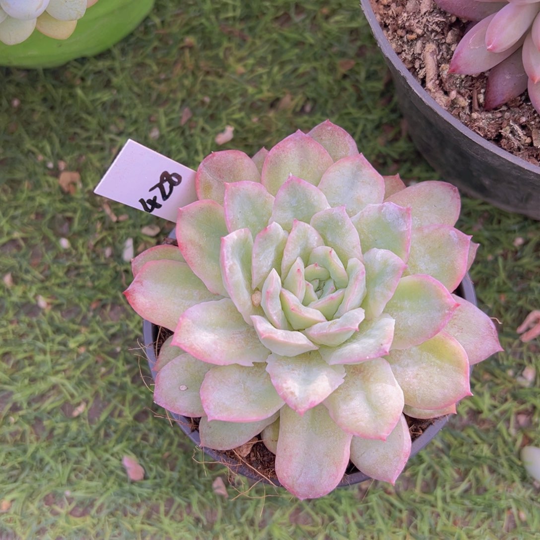 “****p香玉的故事是一个人