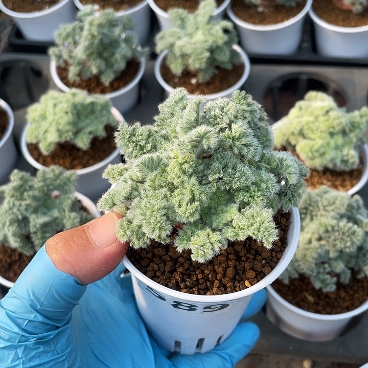 文***梅589羽叶杨葵大单头