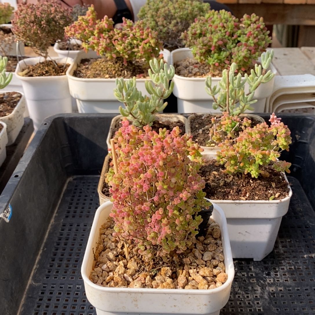 枝干番杏多肉植物913