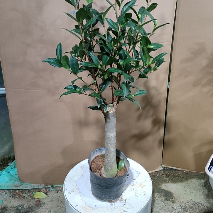 317露易斯贝蒂，原盆原土发货，不包邮