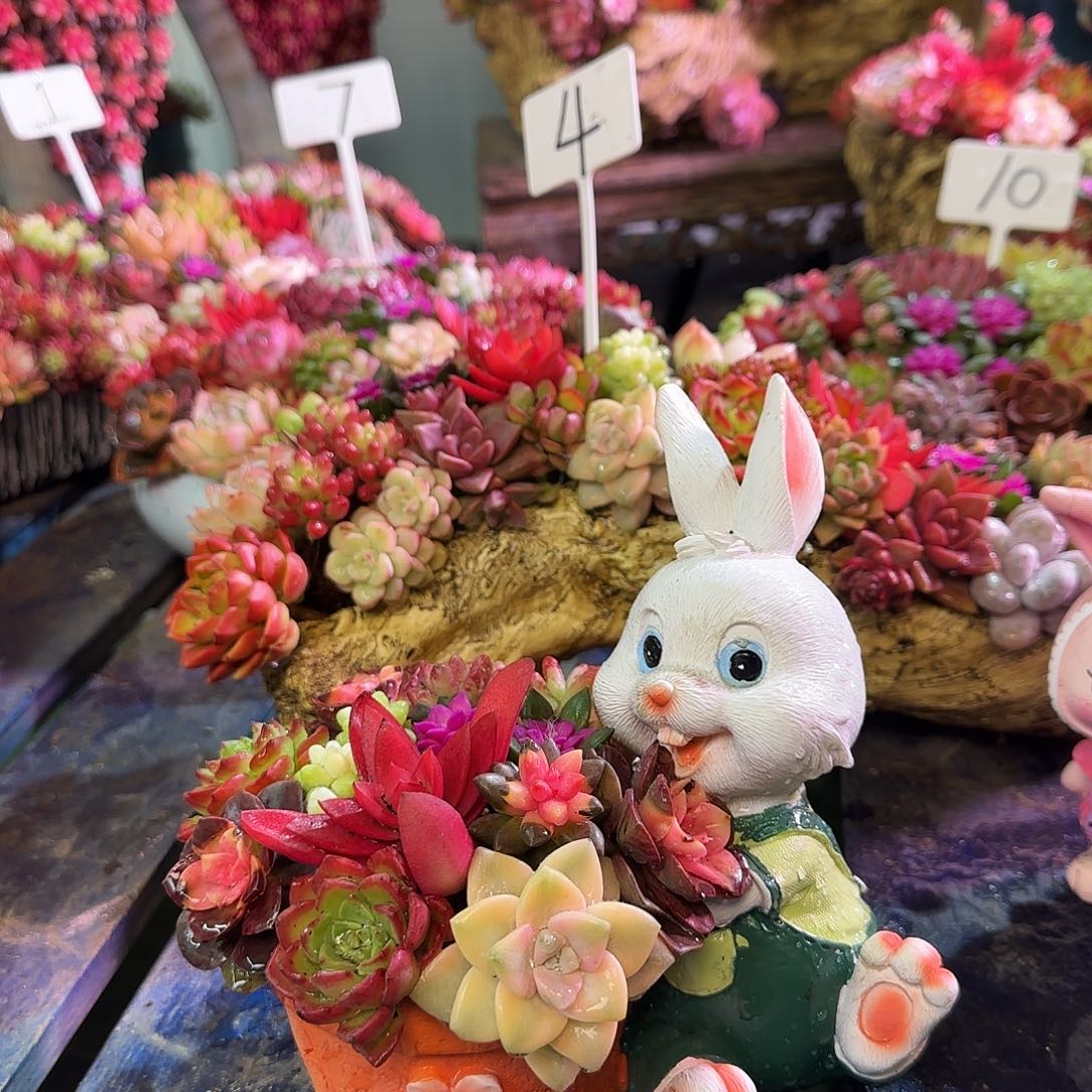 这个是小兔子多肉植物