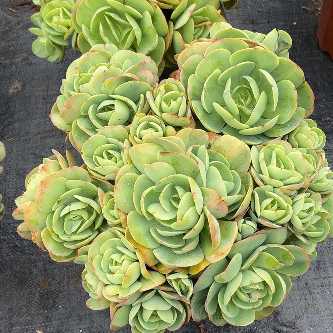 碧桃大群，一物一拍