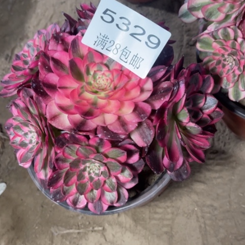 倾城多肉多肉5329