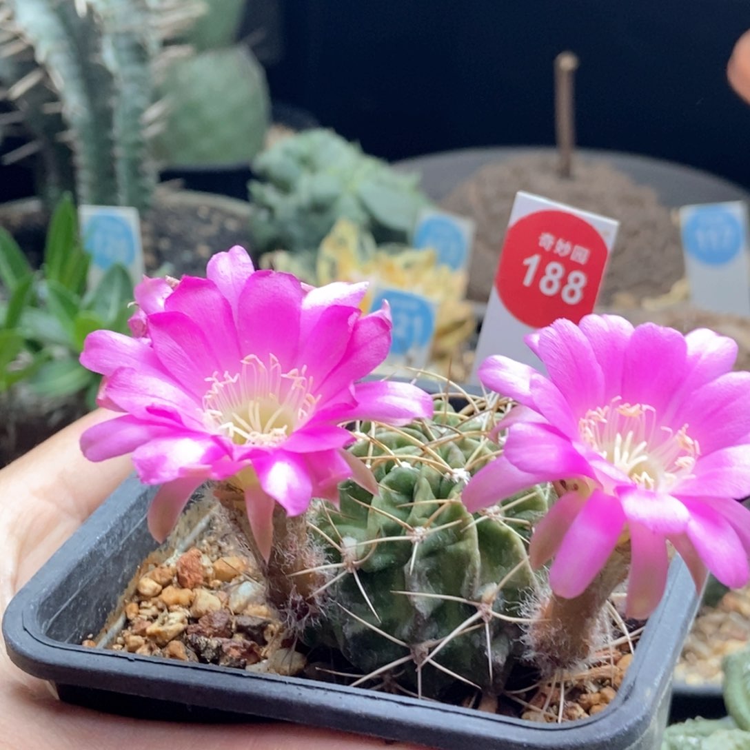 狂风丽华一棵特价