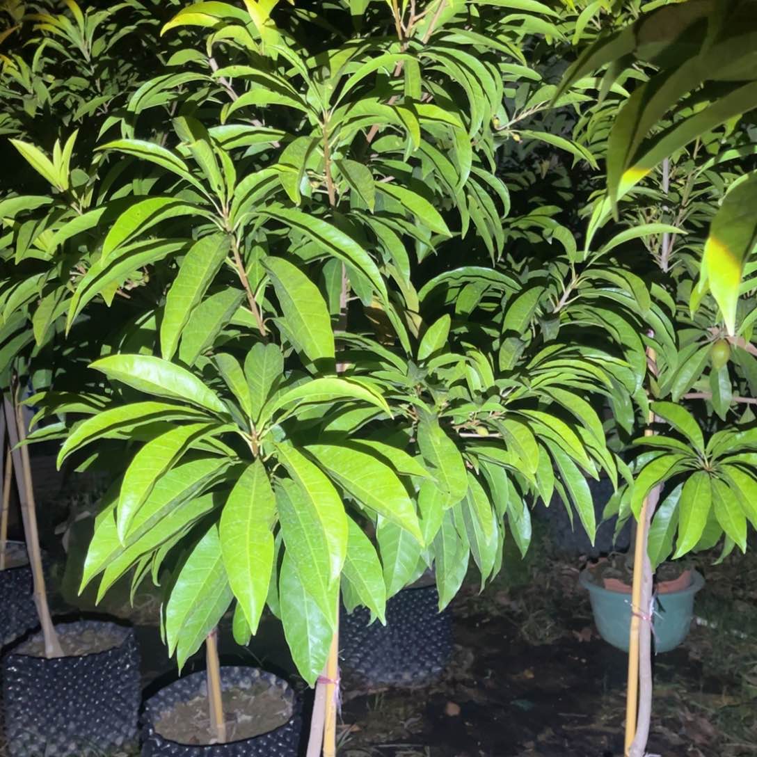 完全开放聪*哥我是一只小小鸟（荣）