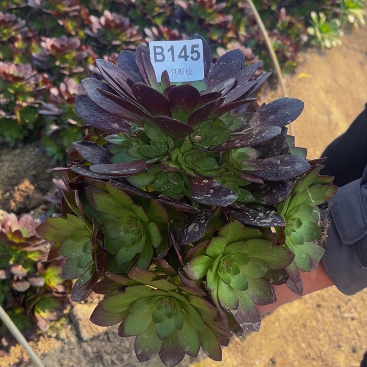 145赤炎链多肉法师不包断枝