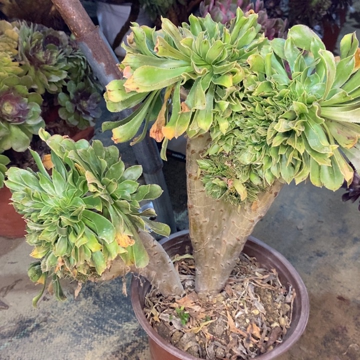 原始绿缀62多肉植物法师法师