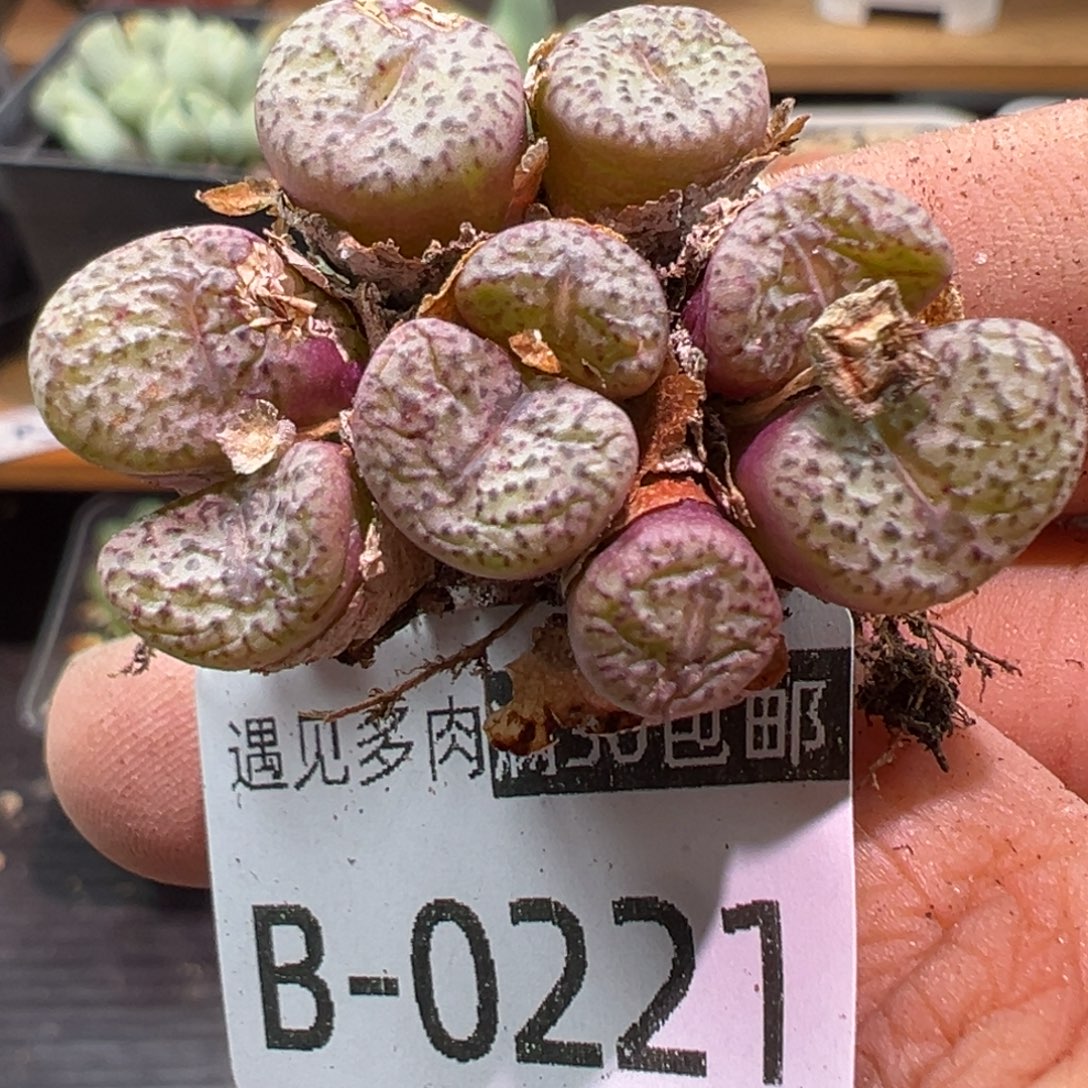 多肉植物111111111111