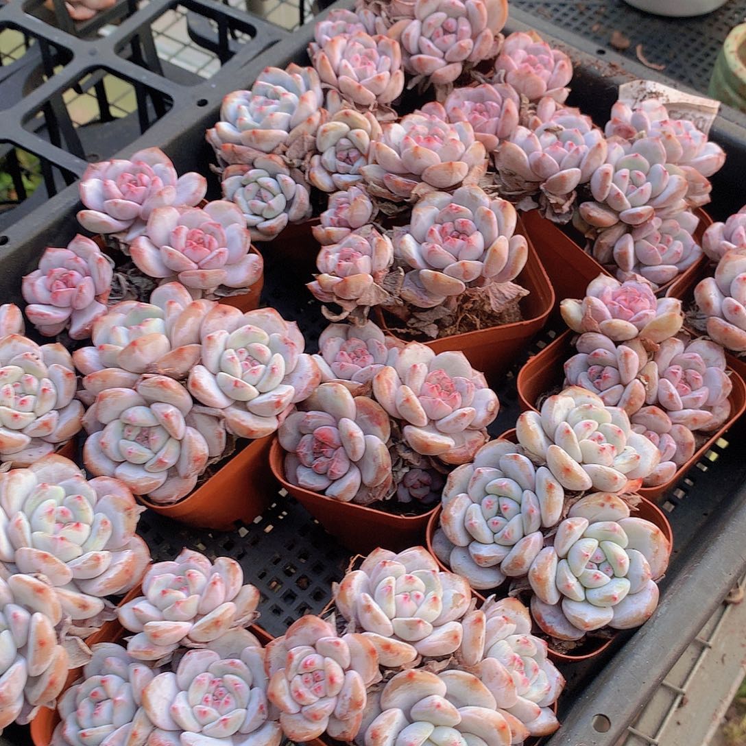 两颗多头石榴籽456778999000