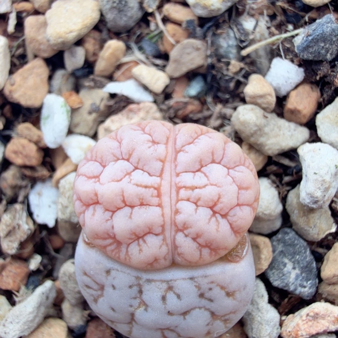 小马哥5*15号 12-10-L1