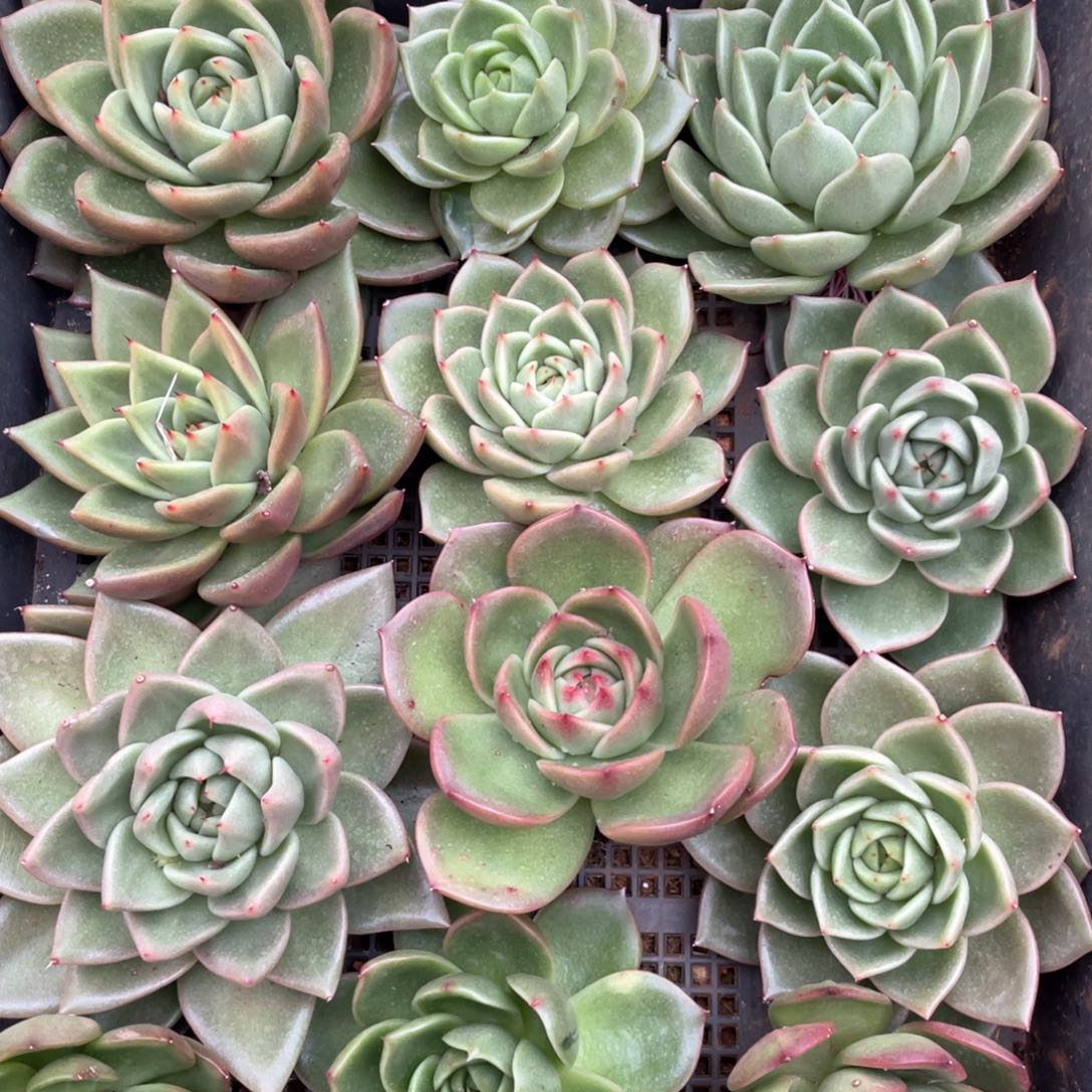 一筐特价福利1934