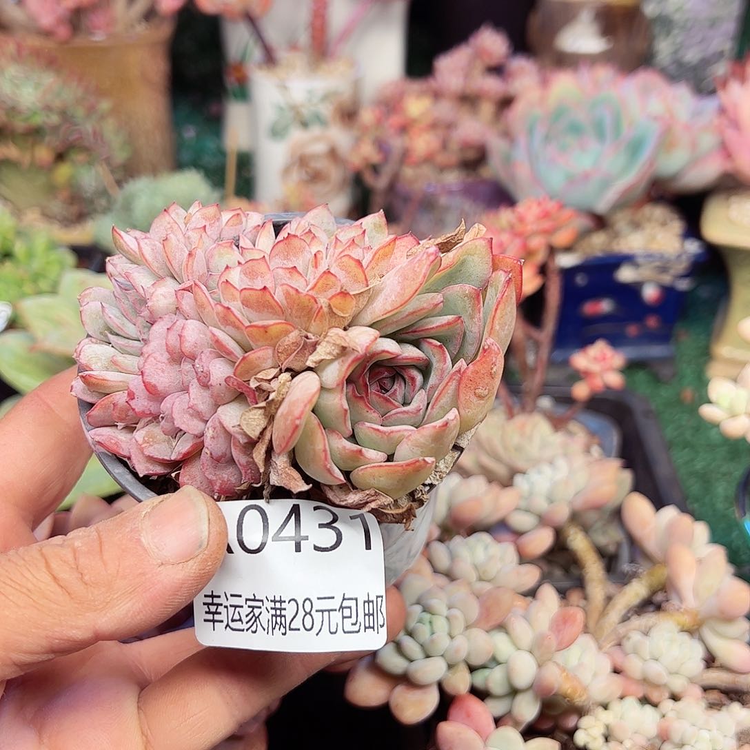 幸运的是我的朋友们