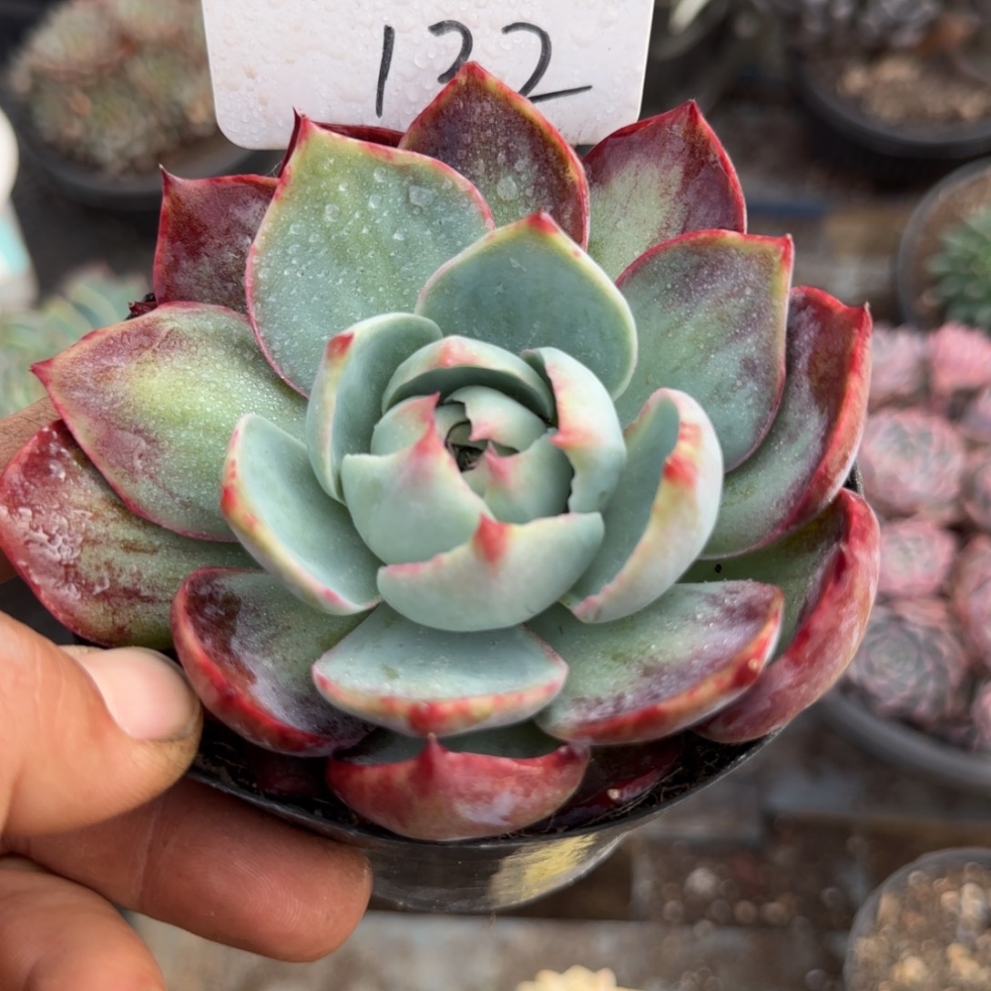 惊鸿一物一拍包装收缩花旱132