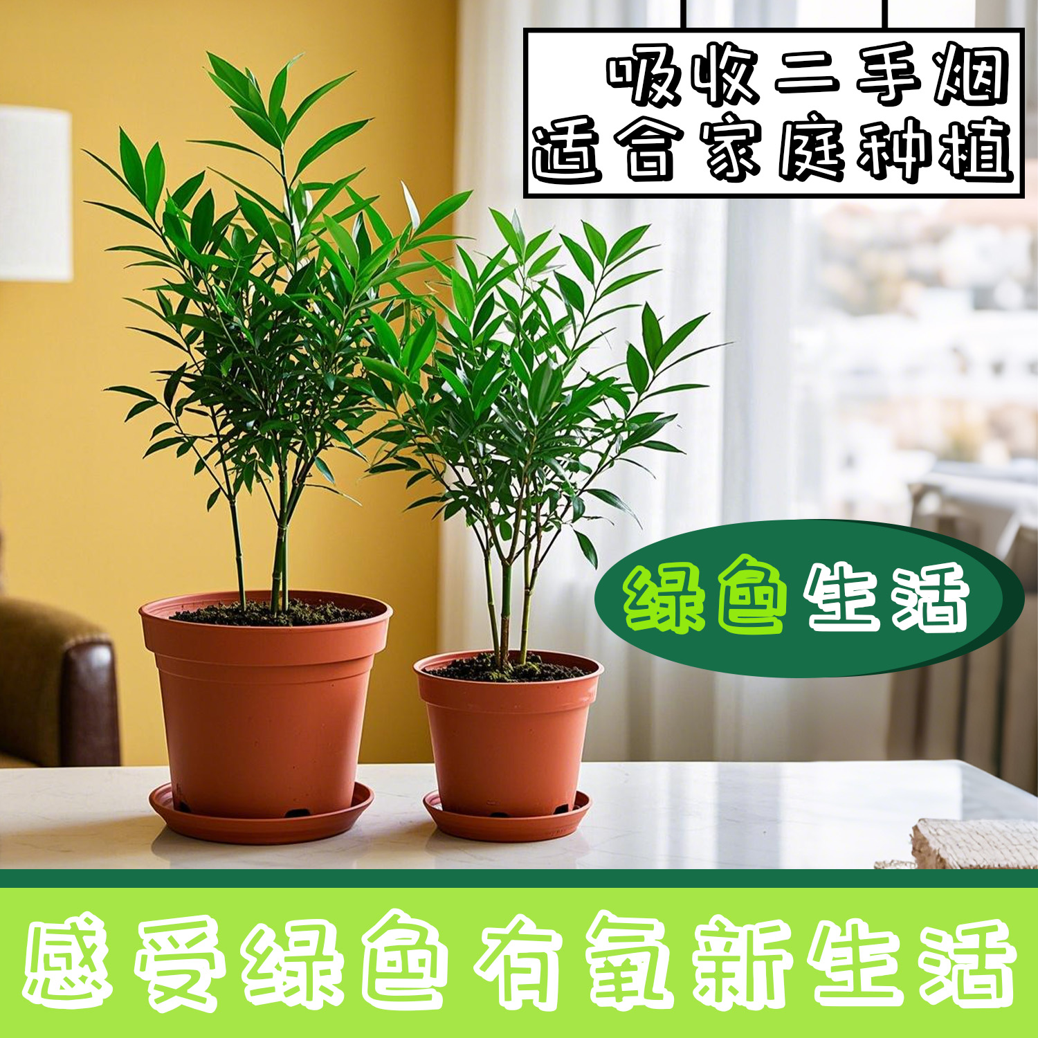 [新店7天钜惠]竹柏绿植盆栽驱蚊植物客厅卧室桌面室内外四季常青