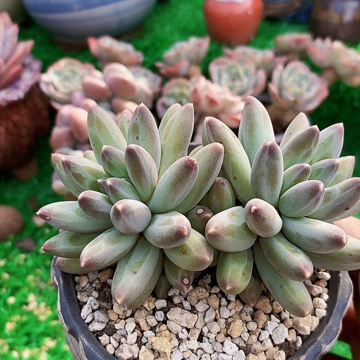 美人杂整无砍多肉带盆土